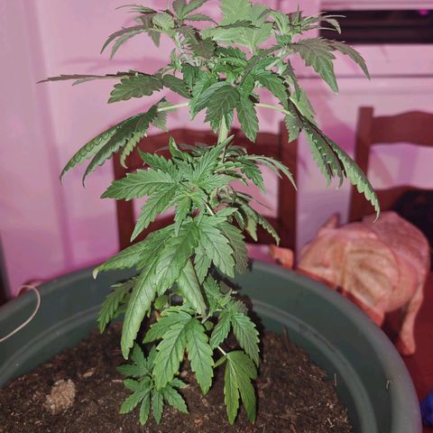 ♀️Mother Gelato-K 🍦 growlog timeline photo