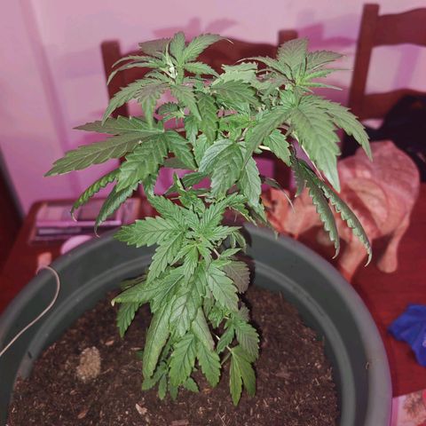 ♀️Mother Gelato-K 🍦 growlog timeline photo