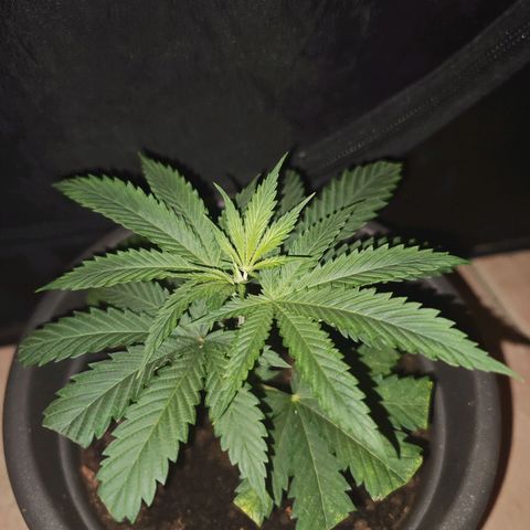 ♀️Mother Gelato-K 🍦P1 growlog timeline photo