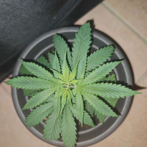 ♀️Mother Gelato-K 🍦P1 growlog timeline photo