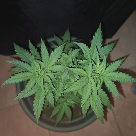 ♀️Mother Gelato-K 🍦 growlog timeline photo