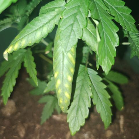♀️Mother Gelato-K 🍦 growlog timeline photo