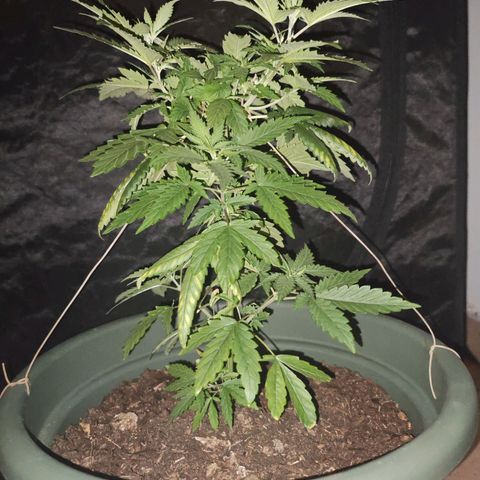 ♀️Mother Gelato-K 🍦 growlog timeline photo