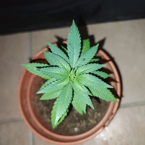 ♀️Mother Gelato-K 🍦 growlog photo: Height: 18cm