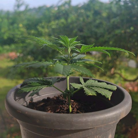 ♀️Mother Gelato-K 🍦P1 growlog photo: Height: 13cm