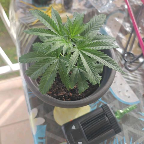 ♀️Mother Gelato-K 🍦P1 growlog photo: Height: 13cm