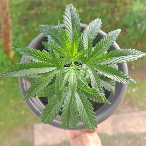 ♀️Mother Gelato-K 🍦P1 growlog photo: Height: 13cm