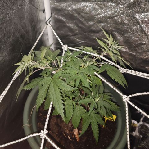 ♀️Mother Gelato-K 🍦 growlog timeline photo