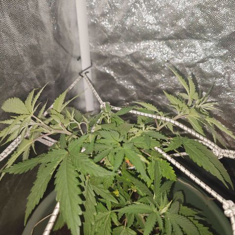 ♀️Mother Gelato-K 🍦 growlog timeline photo