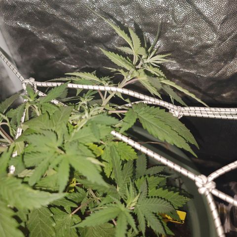 ♀️Mother Gelato-K 🍦 growlog timeline photo