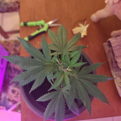 ♀️Mother Gelato-K 🍦P1 growlog photo: Bottom leaves where yellow so I remove them.
Maybe Nitrogen deficiency 
