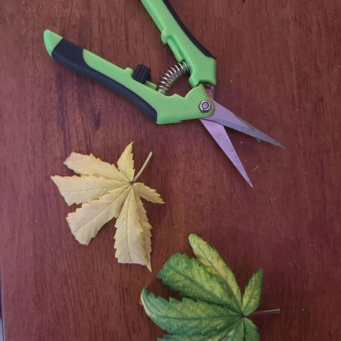 ♀️Mother Gelato-K 🍦P1 growlog photo: Bottom leaves where yellow so I remove them.
Maybe Nitrogen deficiency 