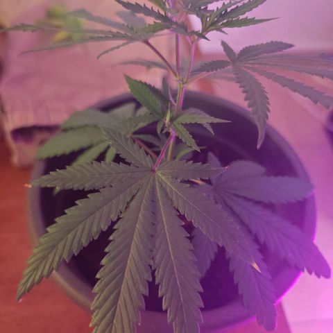 ♀️Mother Gelato-K 🍦P1 growlog photo: Bottom leaves where yellow so I remove them.
Maybe Nitrogen deficiency 
