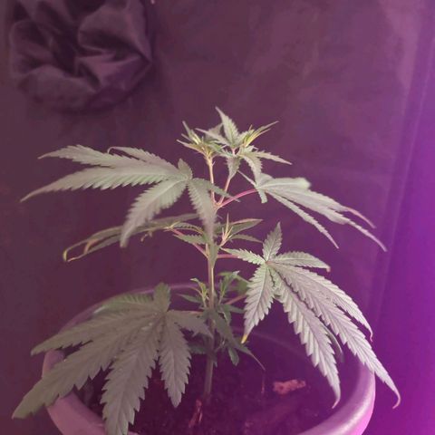 ♀️Mother Gelato-K 🍦P1 growlog photo: Bottom leaves where yellow so I remove them.
Maybe Nitrogen deficiency 