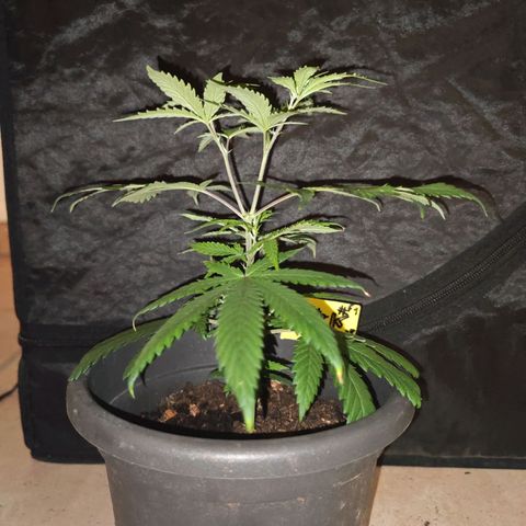 ♀️Mother Gelato-K 🍦P1 growlog timeline photo