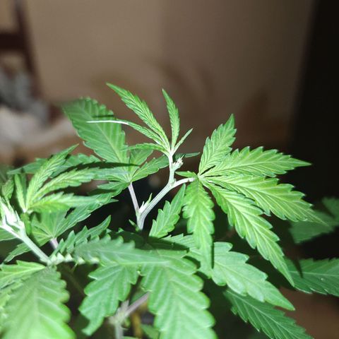 ♀️Mother Gelato-K 🍦P1 growlog timeline photo