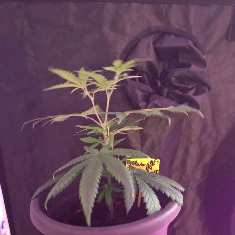 ♀️Mother Gelato-K 🍦P1 growlog timeline photo