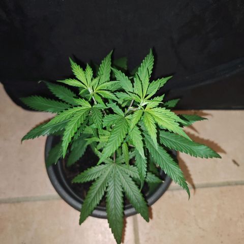 ♀️Mother Gelato-K 🍦P1 growlog timeline photo