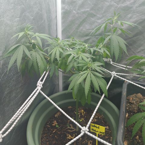 ♀️Mother Gelato-K 🍦P1 growlog photo: PH : 6.3
Qty : 2.5L