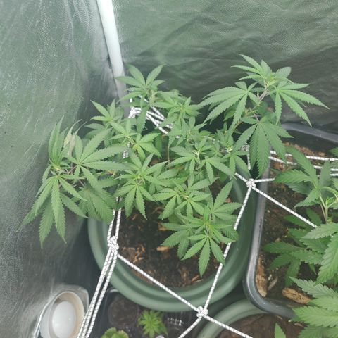 ♀️Mother Gelato-K 🍦 growlog timeline photo