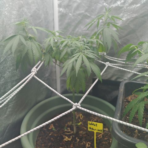 ♀️Mother Gelato-K 🍦 growlog timeline photo