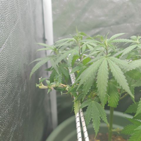 ♀️Mother Gelato-K 🍦 growlog timeline photo