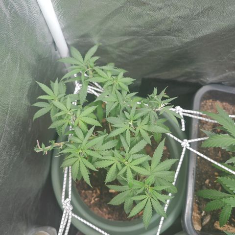 ♀️Mother Gelato-K 🍦 growlog timeline photo