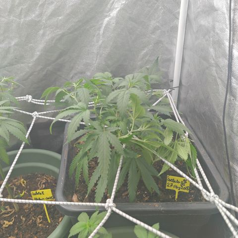 ♀️Mother Gelato-K 🍦P1 growlog timeline photo