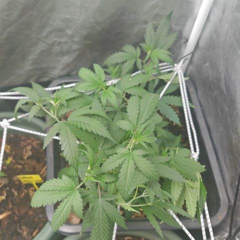 ♀️Mother Gelato-K 🍦P1 growlog timeline photo