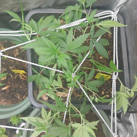 ♀️Mother Gelato-K 🍦P1 growlog timeline photo