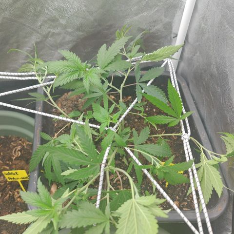 ♀️Mother Gelato-K 🍦P1 growlog timeline photo