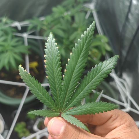 ♀️Mother Gelato-K 🍦P1 growlog timeline photo