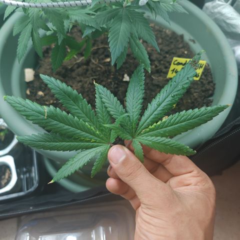 ♀️Mother Gelato-K 🍦P1 growlog timeline photo