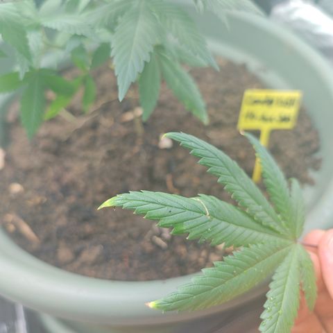 ♀️Mother Gelato-K 🍦P1 growlog timeline photo