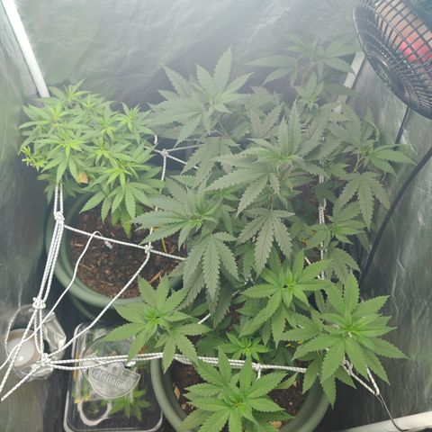 ♀️Mother Gelato-K 🍦 growlog photo: Quick view of grow tent 