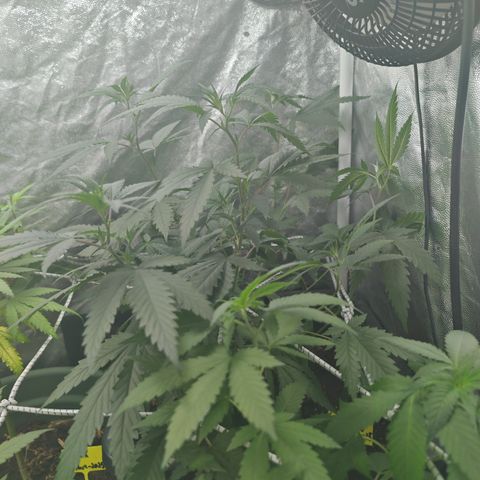 ♀️Mother Gelato-K 🍦P1 growlog timeline photo