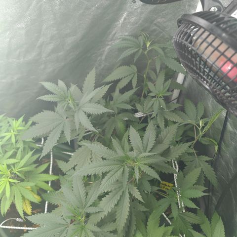 ♀️Mother Gelato-K 🍦P1 growlog timeline photo