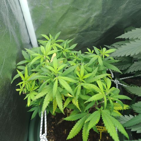 ♀️Mother Gelato-K 🍦 growlog photo: She look like she have a Nitrogen deficiency because of the yellowing leaves on the bottom so i put a bit of coffee ground on top of the soil 