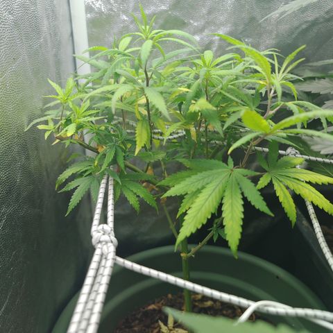 ♀️Mother Gelato-K 🍦 growlog photo: She look like she have a Nitrogen deficiency because of the yellowing leaves on the bottom so i put a bit of coffee ground on top of the soil 