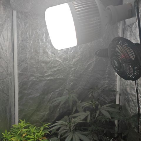 ♀️Mother Gelato-K 🍦P1 growlog photo: The canopy is growing properly but is now to close to the light only 20 cm from left form the 100W 6.5K LED 