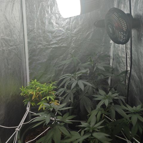 ♀️Mother Gelato-K 🍦P1 growlog photo: The canopy is growing properly but is now to close to the light only 20 cm from left form the 100W 6.5K LED 