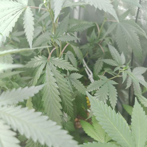 ♀️Mother Gelato-K 🍦P1 growlog photo: The canopy is growing properly but is now to close to the light only 20 cm from left form the 100W 6.5K LED 