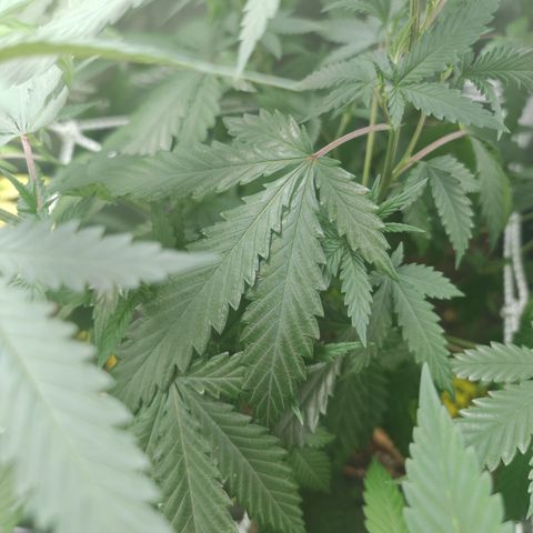 ♀️Mother Gelato-K 🍦P1 growlog photo: The canopy is growing properly but is now to close to the light only 20 cm from left form the 100W 6.5K LED 