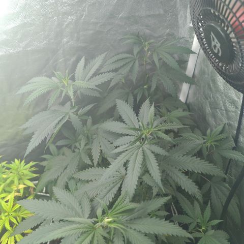 ♀️Mother Gelato-K 🍦P1 growlog timeline photo