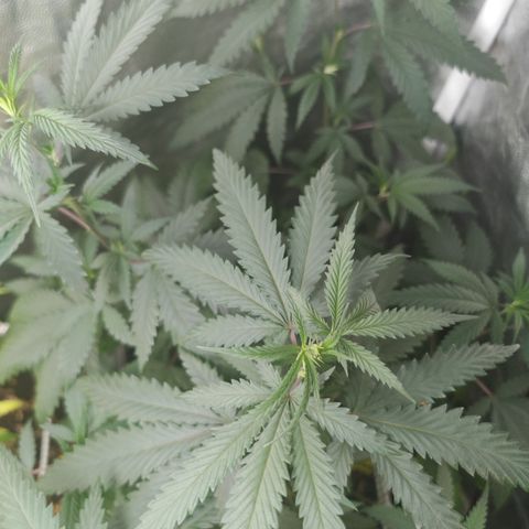 ♀️Mother Gelato-K 🍦P1 growlog timeline photo