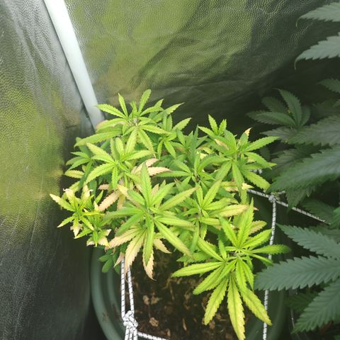 ♀️Mother Gelato-K 🍦 growlog photo: The mother Gelato-K look like she have severe nutrient deficiency or lockout 