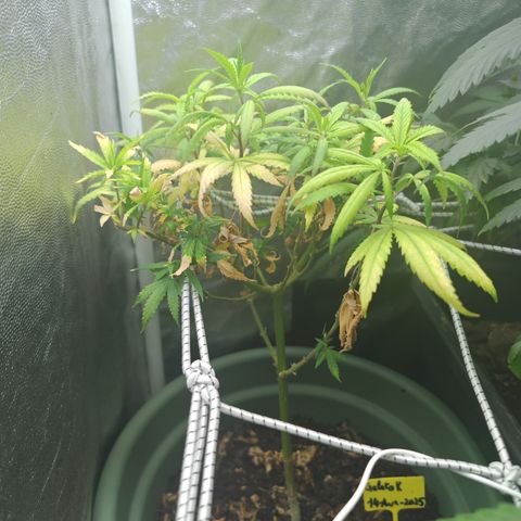 ♀️Mother Gelato-K 🍦 growlog photo: The mother Gelato-K look like she have severe nutrient deficiency or lockout 