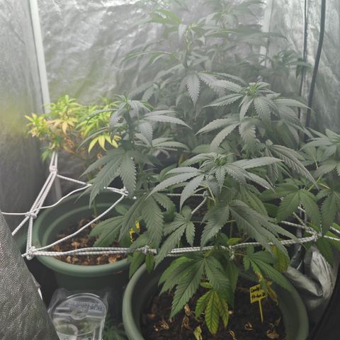 ♀️Mother Gelato-K 🍦 growlog timeline photo
