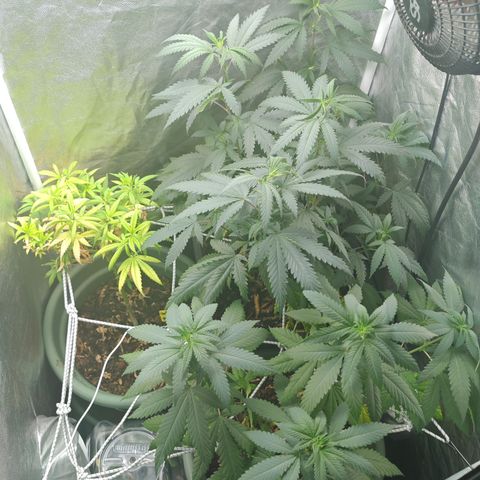 ♀️Mother Gelato-K 🍦 growlog timeline photo