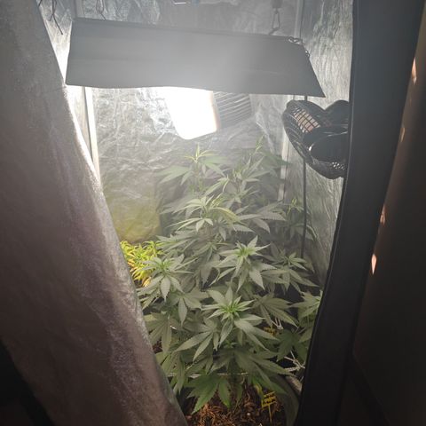 ♀️Mother Gelato-K 🍦 growlog timeline photo